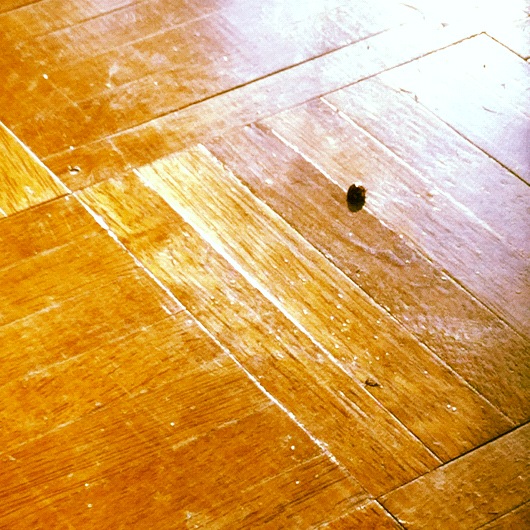 Ladybug in the sunroom